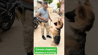 German shepherd obedience training session 90 shorts [upl. by Pellet]