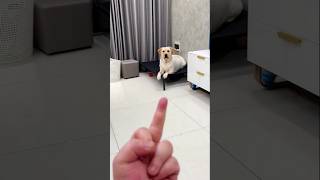 When I show my dog ​​the middle finger he throws a tantrumshorts petsworld dogfunnyvideos viral [upl. by Eerdua]