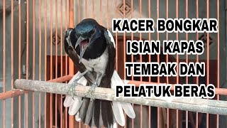 🔴Kacer bongkar isian kapas tembak dan platuk beras cocok buat pancingan Kacer lain [upl. by Burney437]