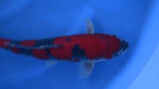 Zu Bild 4All Japan Koi Show 2fach Gewinner Goshiki Nisai von Aoki [upl. by Eimme]