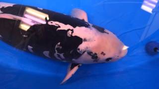 Kumonryu BestInVariety 2016 All Japan Koi Show [upl. by Rocco665]