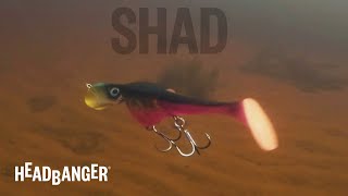 Headbanger Shad  Swimming Action [upl. by Weingartner]