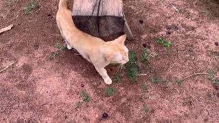 My lovely cats ask me for food Adorable kittens cutest pets funniest cats [upl. by Angelique]