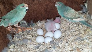 Breeding Blue Kakariki Parakeet  New Species [upl. by Blessington]