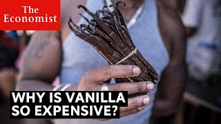 Why is vanilla so expensive [upl. by Olra470]