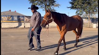 Connor Osborn  IPRA Open Team Roping Congress Champion uses Soft Ride Boots at all his rodeos [upl. by Mauceri]