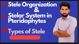 Stele organization and types of Stelar system in pteridophytes by Mushtaq saqib [upl. by Etti]