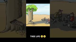 Tree life history 🥹🥹🥹🥰🥰🥹 [upl. by Rimaj]