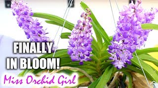 The amazing Rhynchostylis coelestis Blue  5 years to see this Orchid in bloom [upl. by Amahcen947]