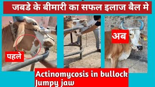 बैल मे जबड़े की गंभीर बीमारी का इलाज l Actinomycosis in bullock l Lumpy jaw Drmandloi [upl. by Ammeg]