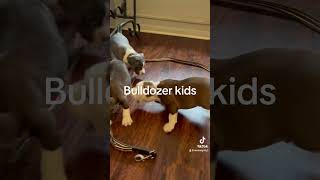 Bulldozer kids30rich americanbully bullybreed bullyworldwide dog puppy [upl. by Elsworth]