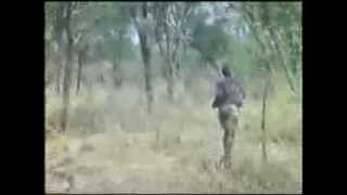 Moments of Truth Part 4 Hunting African Lion with Recurve Bow [upl. by Roach]