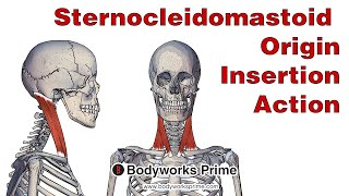 Sternocleidomastoid Anatomy Origin Insertion amp Action [upl. by Ibor]