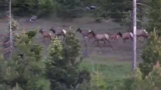 Herd of Elk near Ukiah Oregon [upl. by Suissac]