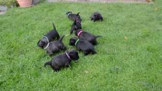 Cairn Terrier Welpen  Cairn Terrier puppies quotvom Stromerhofquot [upl. by Aleira]