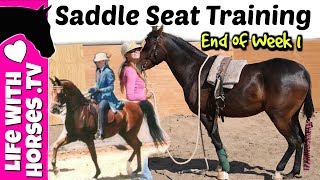 Restarting an Arabian Horse for Saddle Seat Diva End of Week 1 [upl. by Miahc]