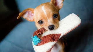 PERRITOS TIERNOS BEBES 🔵 VIDEOS DE RISA DE PERRITOS LINDOS Y CHISTOSOS [upl. by Dustman358]