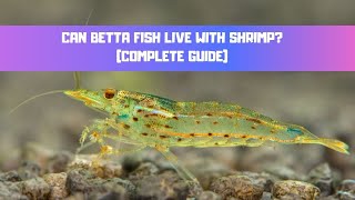 Can Betta Fish Live With Shrimp  Complete Guide Cherry Amano Ghost Shrimp [upl. by Sinnel776]