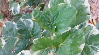 Plectranthus forsteri Variegata Plectranthus verticillatusincense swedish ivy پیچک سوئدی [upl. by Libys]