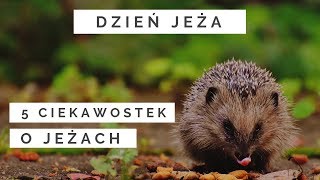 TOP 5 Ciekawostek o jeżach  10 listopada Dzień Jeża [upl. by Ledah]