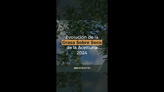 Evolución de la Grasa Sobre Seco de la Aceituna 2024 [upl. by Aciraj350]