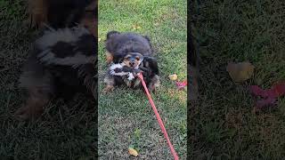 Shake Loose dogactivity funnydogs dachshund [upl. by Enicul]