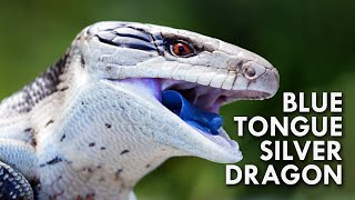 Blue Tongued Skink The Dragon With A Blue Tongue [upl. by Milks]