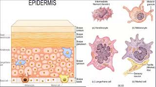 Lecture150 Structure amp Functions of the Skin Rooks Chapter 2 [upl. by Nomi]