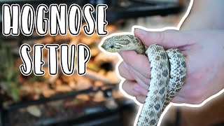 Western Hognose Snake Setup  Reptizoo Stacking Terrariums [upl. by Aramois]