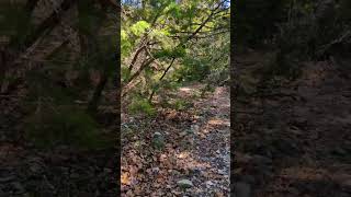 Evening light on a Lost Maples hike fallcolors [upl. by Papp]