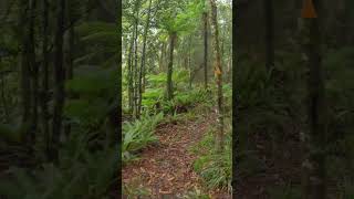 Gable End Ridge Track  Tararua Ranges  New Zealand [upl. by Ateuqahs]