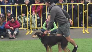 Casterton Kelpie Muster 2016 new high jump record [upl. by Eimrots]