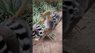 🐒 Monkey jumps on resting lemur [upl. by Innig]