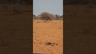 Buffalo chases cheetah mother and 5 cubs  Marataba Game Reserve  South Africa [upl. by Eerot]