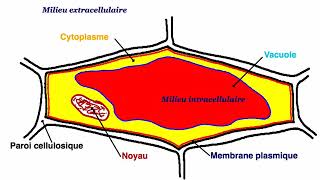 Diffusion et déplamolyse [upl. by Narib]