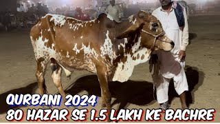 Cow Mandi Lahore ki update  Sahiwali cholisthani bachre I qurbani 2024l Shahpur kanjra Mandi [upl. by Darsie]