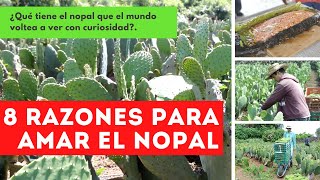 NOPAL ✅ 8 PROPIEDADES Y BENEFICIOS DE SU CONSUMO [upl. by Natalia948]