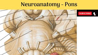 Brain stem  Pons  Situation  Features  External amp Internal  Blood Supply  Clinical Correlation [upl. by Pence]