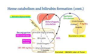 Bilirubin metabolism Hyperbilirubinemia and jaundice [upl. by Akcinehs]