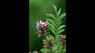 Liquorice Licorice Glycyrrhiza  Liver Antiinflammatory Spasms Laxative Antidepressant Ulcers [upl. by Nagn]