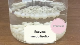 Enzyme ImmobilisationLeaving Cert Biology [upl. by Pike]