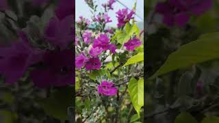 Texas sage Beautifullfloweringplant [upl. by Ajay299]