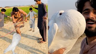 World Biggest Gubara Kabutar pkr liya😍  How to Catch Pigeon  Apna Dihat [upl. by Yelrebma973]