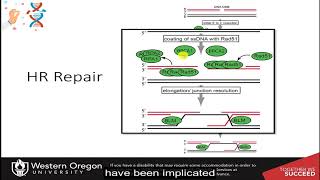 CH450 Chapter 125127 Pathways of DNA Repair [upl. by Eekcaj]