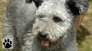 Породы собак  Пуми Pumi Dog Breed [upl. by Sewole]