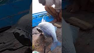 Catching Big Dentex Fish At the Mangroves🐠🐟🐳fishing youtubeshorts [upl. by Ainatit]