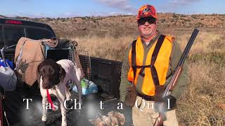 Texas Christmas Quail Hunting [upl. by Robbins242]