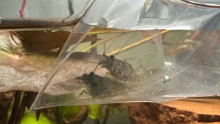 Amano Shrimp  Lungfish Tank Update [upl. by Tymes]