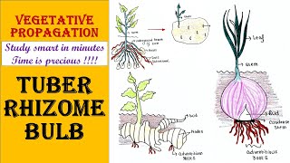 Vegetative propagation  Tuber  Rhizome  Bulb [upl. by Wsan]