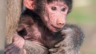 Baboon troop at Oakland Zoo welcomes newborn Mousa [upl. by Ilecara]